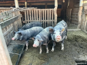 Vând porci din rasa Pietrain - imagine 3