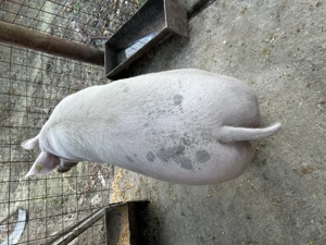 Vând purcea 140-150 de kg 