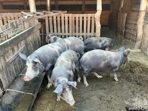 Vând porci din rasa Pietrain - imagine 4