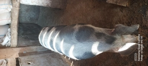 Vand porci  - imagine 4