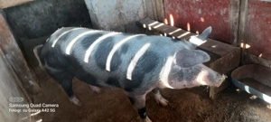 Vand porci  - imagine 2