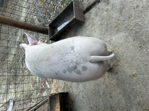 Vând purcea 140-150 de kg  - imagine 3