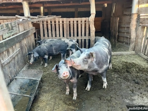 Vând porci din rasa Pietrain - imagine 5