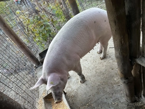 Vând purcea 140-150 de kg  - imagine 4