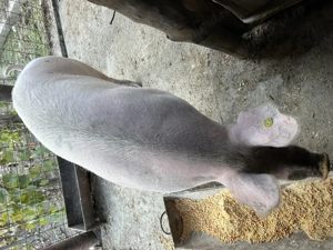 Vând purcea 140-150 de kg  - imagine 5