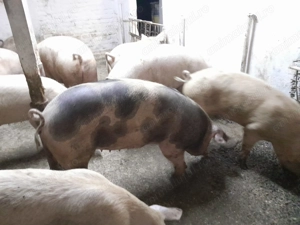 Porci de vinzare 19 lei