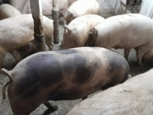 Porci de vinzare 19 lei - imagine 2