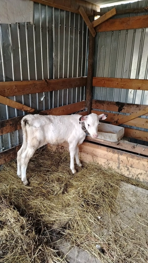 Vând tauras de 3 săptămâni  - imagine 2