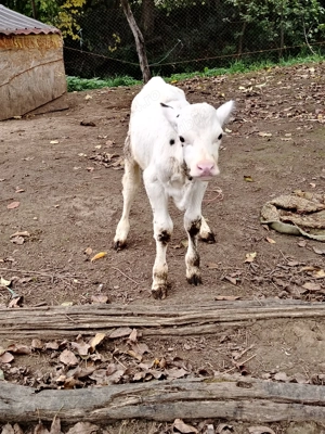 Vând tauras de 3 săptămâni  - imagine 3