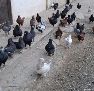 Vand porumbei King - imagine 5