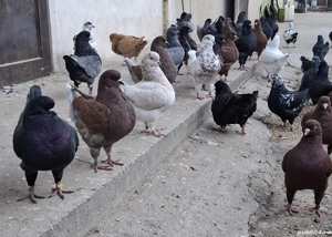 Vand porumbei King - imagine 2