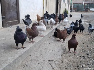 Vand porumbei King - imagine 3