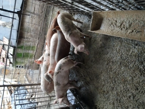 Vând porci - imagine 3