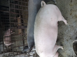 Vând porci - imagine 2