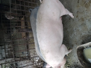 Vând porci - imagine 5