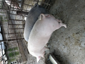 Vând porci - imagine 4