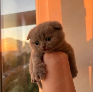 Pui scottish fold 