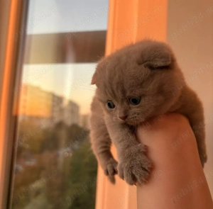 Pui scottish fold  - imagine 2