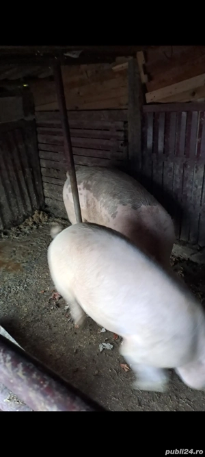 vând porc 130kg  15 ron kg Săliște 