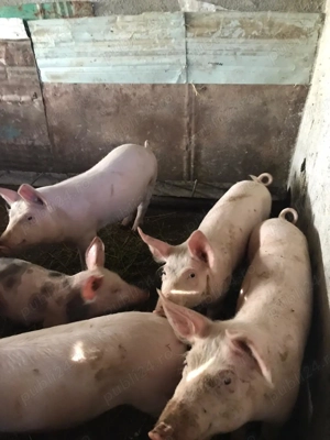 Vând suldei  - imagine 2