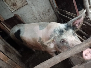 Porci 170 kg ,15 lei kg