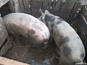 Porci mari de vanzare - imagine 3