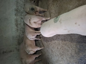 Porci grași de vinzare - imagine 2