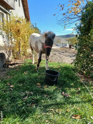 vând  ponei femelă de un an 