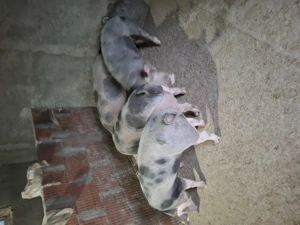 Porci grași de vinzare - imagine 4