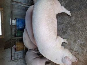 Porci grași de vinzare - imagine 3