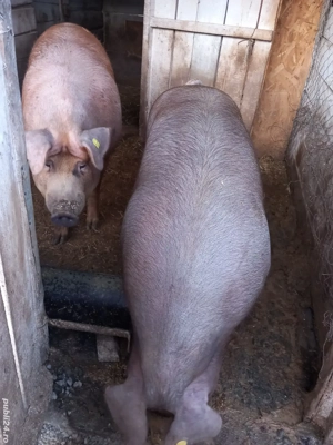 Porci mari de vînzare rasa duroc 