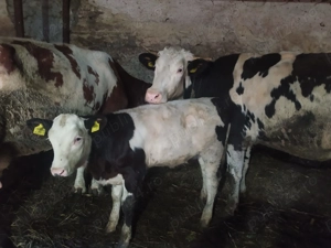 Vaca si vitea de vanzare (prima fatare) - imagine 5