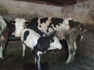 Vaca si vitea de vanzare (prima fatare) - imagine 3
