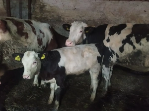 Vaca si vitea de vanzare (prima fatare) - imagine 2