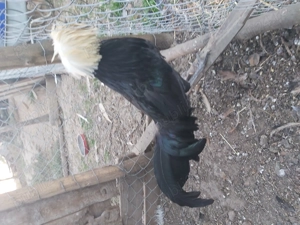 Vând cocosel moțat olandez