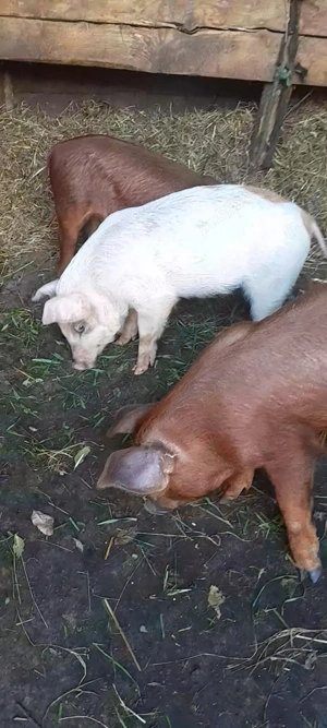 Vând 4 purcei masculi  duroc  de 7 săptămâni