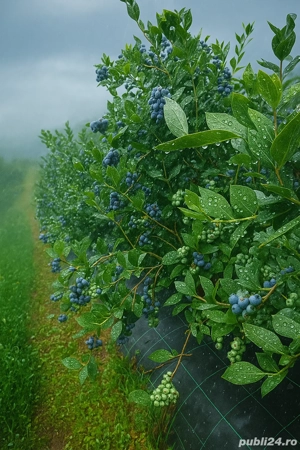 Angajăm Mecanizator - Tractorist