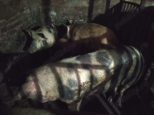 Porci de vanzare - imagine 4