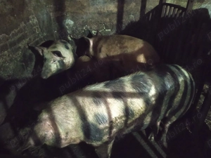 Porci de vanzare - imagine 2