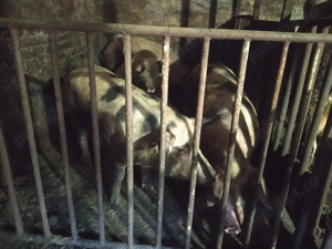 Porci de vanzare - imagine 6