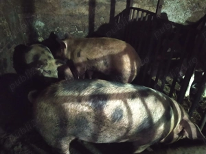 Porci de vanzare - imagine 3