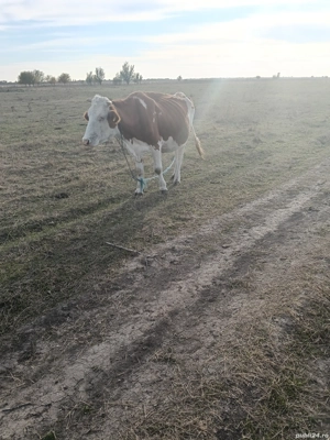 2 vaci in comuna Banloc, jud. Timis - imagine 3