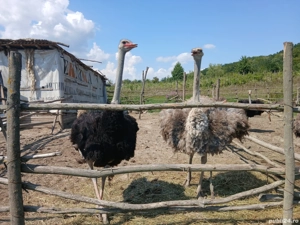 Struți de vânzare  - imagine 4