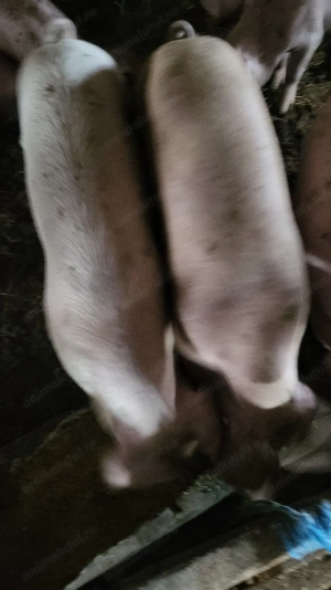 Vand porci rasa Landrace - imagine 3