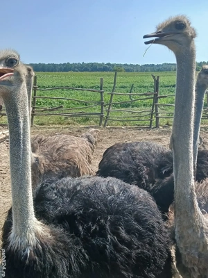 Struți de vânzare  - imagine 2