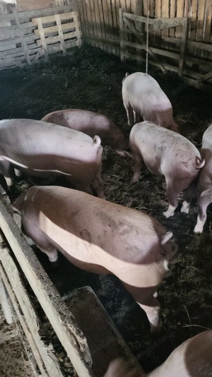 Vand porci rasa Landrace