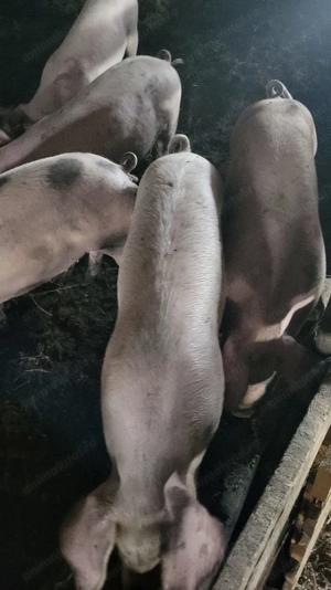 Vand porci rasa Landrace - imagine 2