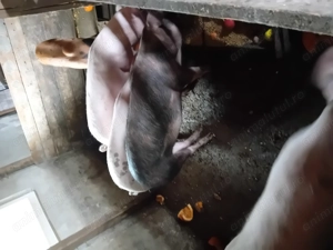Vând 2 purcele metis landrace cu pietrain 100 kg bucata pentru taiat  - imagine 4