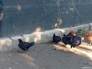 gainuse pitice - imagine 2