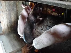 Vând 2 purcele metis landrace cu pietrain 100 kg bucata pentru taiat  - imagine 5